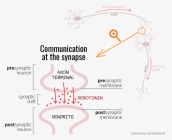Chemical Communication At The Synapse Between Presynaptic - Ink, HD Png Download, Free Download