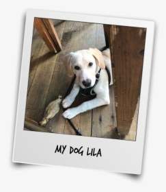 Thanks Mr T And Team For The Interview - Labrador Retriever, HD Png Download, Free Download