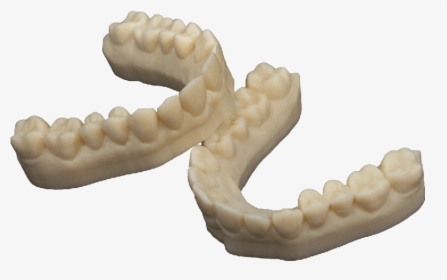 Dental Model By 3d Printing For Dental Crowns & Bridges - 3d Printed Teeth Model, HD Png Download, Free Download