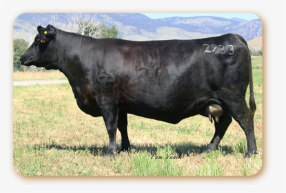 Rblady - Dairy Cow, HD Png Download, Free Download