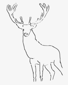 Stag Clipart Drawn - Reindeer Images Black And White, HD Png Download, Free Download