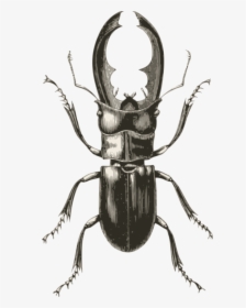 Rhinoceros - Stag Beetle Vintage Illustration, HD Png Download, Free Download