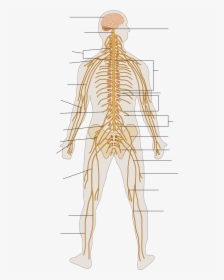 Lower Body Nervous System, HD Png Download, Free Download