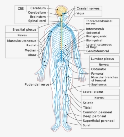 Png Nervous System-pluspng - Nervous System, Transparent Png, Free Download