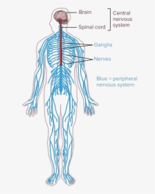 Transparent Nervous System Png - Central Nervous System Drawing, Png Download, Free Download