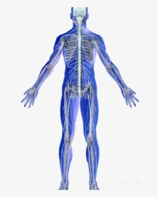Skeletal And Nervous System , Png Download - Male, Transparent Png, Free Download