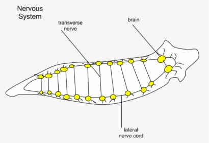 Planaria Nervous - Cephalisation Meaning In Hindi, HD Png Download, Free Download
