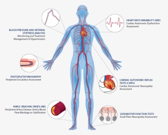 Transparent Circulatory System Png - Human Circulatory System Png, Png Download, Free Download