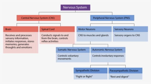 Divisions And Subdivisions Of The Nervous Syste - Interactive Activity Divisions Of The Nervous System, HD Png Download, Free Download