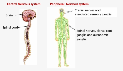 Central And Peripheral Nervous System, HD Png Download, Free Download