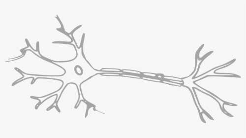 Transparent Nervous Clipart - Simple Neuron, HD Png Download, Free Download