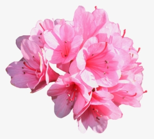 Click Here For Transparent Flowers - Aesthetic Cover Photo For Facebook, HD Png Download, Free Download