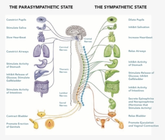 Parasympathetic Somatic Nervous System , Png Download - Cranial And Sacral Nerves, Transparent Png, Free Download