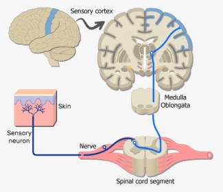 An Image Showing The Sensory Pathway Of The Somatic - Motor Neuron In Brain, HD Png Download, Free Download