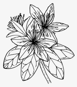 Pacific Azalea - Black And White Azalea, HD Png Download, Free Download