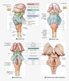 Cranial Nerves, Spinal Cord, Med School, Nervous System, - Medulla Oblongata Posterior View, HD Png Download, Free Download