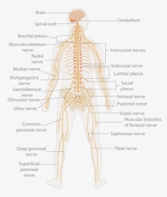 800px Te Nervous System Diagram - Human Body Nerve Cell, HD Png Download, Free Download