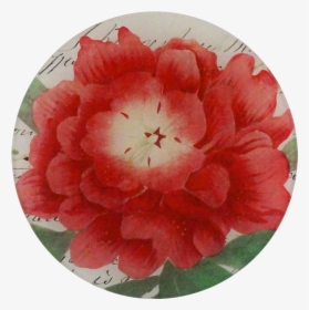 Azalea Png, Transparent Png, Free Download