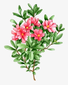 Desert Rose, HD Png Download, Free Download