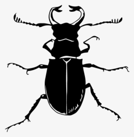 Vinilo Pared Ilustración Cucaracha - Beetle, HD Png Download, Free Download
