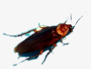 #cucaracha - Leaf Beetle, HD Png Download, Free Download