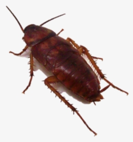 Utah Cockroach, HD Png Download, Free Download