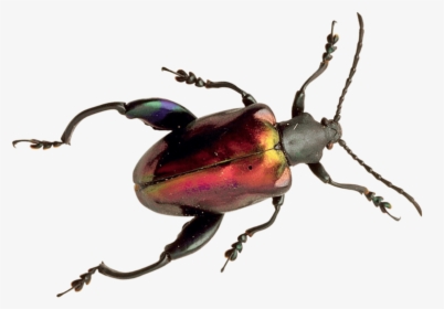 Beetle - Beetle Png, Transparent Png, Free Download
