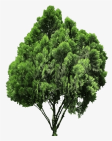 20 Free Tree Png Images - Oriental Arbor Vitae Png, Transparent Png, Free Download