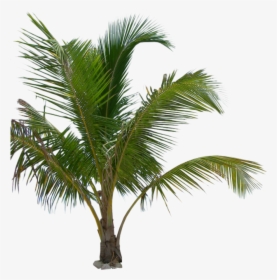 White Palm Tree Png - Hd Png Palm Tree, Transparent Png, Free Download
