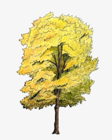 Png Tree For Section, Transparent Png, Free Download