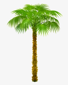 Tree Palm Trees Picture Download Hd Png Clipart, Transparent Png, Free Download