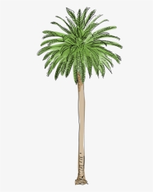 Canary Island Date Palm Png, Transparent Png, Free Download