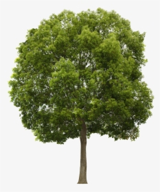 Image Result For Tree - Free Tree Png, Transparent Png, Free Download