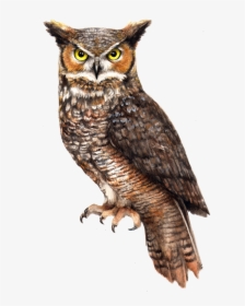 Owl Png File - Great Horned Owl Png, Transparent Png, Free Download