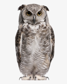 Owl Png Background Image - Great Horned Owl White Background, Transparent Png, Free Download