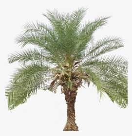 Transparent Pecan Clipart - Date Palm Tree Clipart, HD Png Download, Free Download
