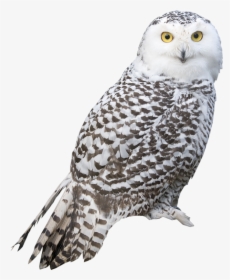 Snowy Owl Png, Transparent Png, Free Download