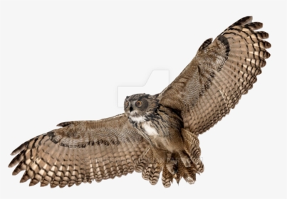 Barn Owl Png Picture - Owl Transparent, Png Download, Free Download