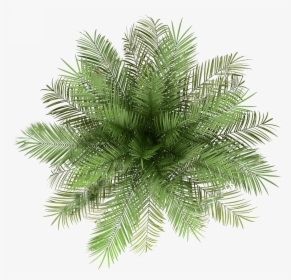 Palm Tree Top View Png, Transparent Png, Free Download