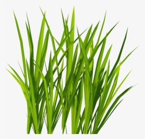 Download Grass Free Png Photo Images And Clipart - Clipart Grass Png, Transparent Png, Free Download