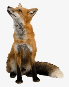 Red Fox Transparent, HD Png Download, Free Download