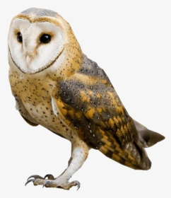 Barn Owl No Background Image - Barn Owl Png, Transparent Png, Free Download