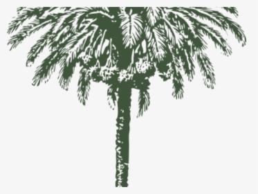 Date Palm Clipart Arabian - Date Palm Tree Diameter, HD Png Download, Free Download