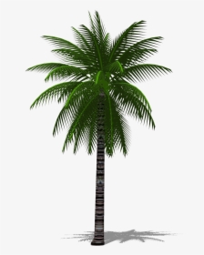 3d Palm Tree Png, Transparent Png, Free Download