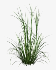 Tall Grass Png Hd Photo - Green Tall Grass Png, Transparent Png, Free Download