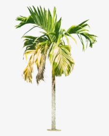 Royal Palm Tree Hd Png - Betel Nut Tree Png, Transparent Png, Free Download