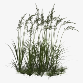 Transparent Clipart Image Grass Png 1 With Flower - Flowers In Grass Png, Png Download, Free Download