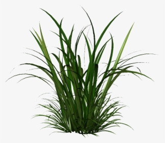 The Gallery Tall Grass Png Image - Transparent Grass Png, Png Download, Free Download