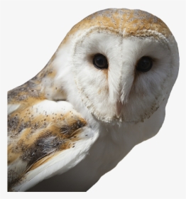 White And Brown Owl, HD Png Download, Free Download