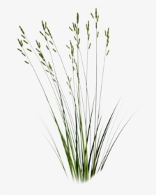 Cut Out Grass Png, Transparent Png, Free Download